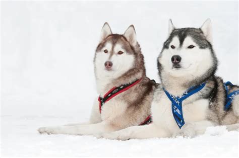 Sled Dog Siberian Husky — Stock Photo © Kalinovsky 5428266