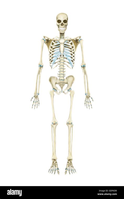 Anterior View Of Human Skeletal System Stock Photo Alamy