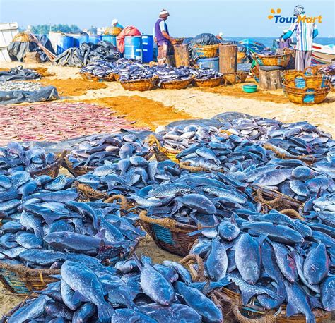 Negombo Fish Market 2023 Qué Saber Antes De Ir Lo Más Comentado Por