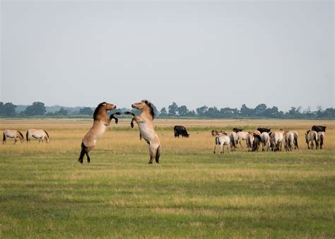 First Hungarian Initiative Joins The European Rewilding Network