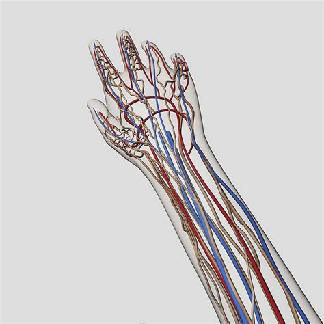 Medical Illustration Of Arteries Veins And Lymphatic System In Hand