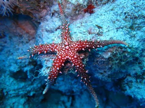 Why Are Starfish Dying Nexus Newsfeed