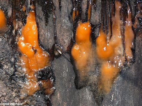 Orange Slimy Fungus