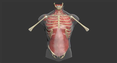 Human Torso Muscle Anatomy 3dsmax 3d Model Cgtrader