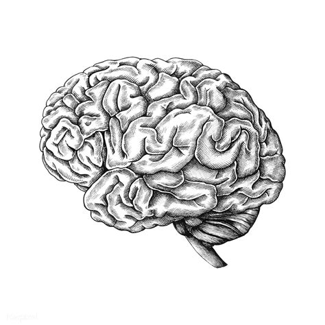 Hand Drawn Human Brain Premium Image By Brain