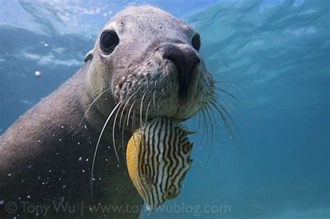 Australian Sea Lion Neophoca Cinerea With A Fish In Its Mouth Tony