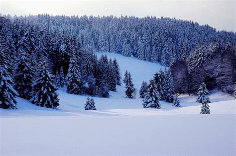 Winter Cold Snow · Free Photo On Pixabay