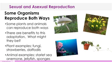 Sexual Reproduction And Asexual Reproduction Lesson Plan A Complete Science Lesson Using The