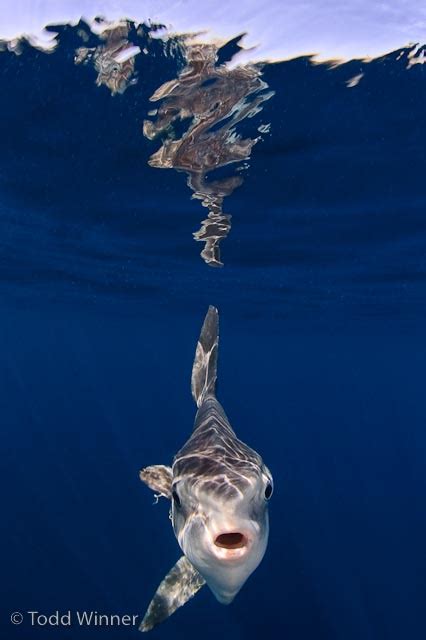 Underwater Reflections Underwater Photography Guide