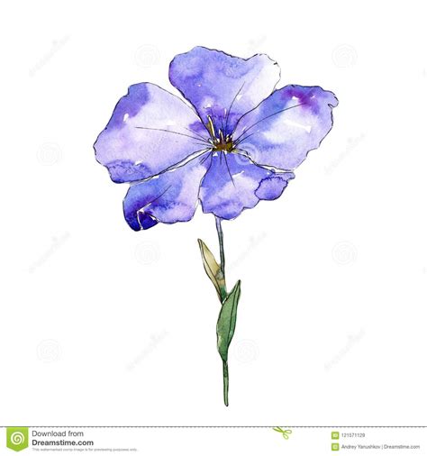 Blue Flax Flower Floral Botanical Flower Isolated Illustration