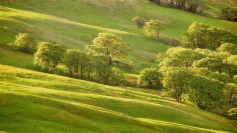 3840x2459 Evening Green Meadow Trees 4k Wallpaper Coolwallpapersme