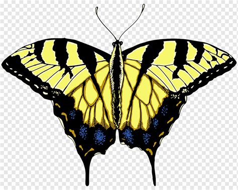 バタフライTシャツイエローバタフライイラスト 節足動物 アゲハチョウ ブラシの足の蝶 png PNGWing
