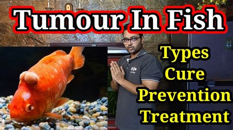 Fish Surgery For Cancer Tumor In Fish How To Prevent Types