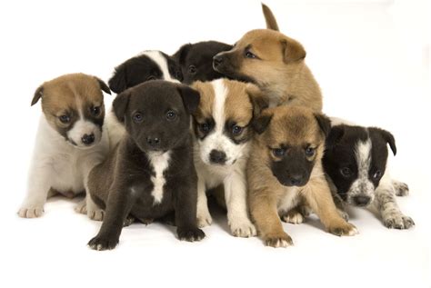 How Much Do Jack Russell Terrier Puppies Cost Dogappy