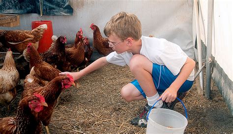 Help Teach Your Kids To Keep Chickens With These 3 Tasks Hobby Farms