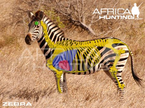 Since its introduction of intelligent location solutions in 2017, zebra has become a pioneer in designing solutions that help companies collect advanced data. Zebra Hunting | AfricaHunting.com