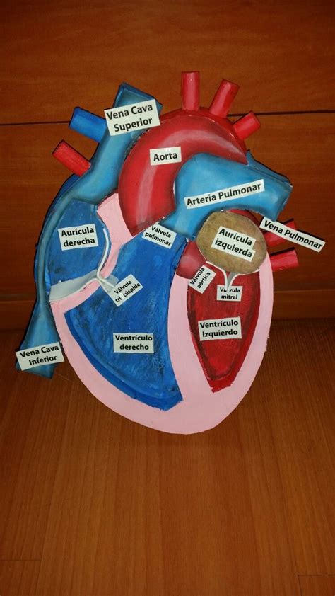 Maqueta Corazon School Science Projects Biology Projects Human Body