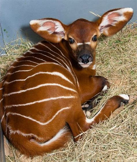 As in other flying animals, food is processed quickly and effectively to keep up with the energy demand. 12 Animals With Huge Ears - Viral Slacker