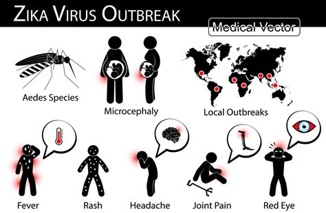 Zika Virus Outbreaks Infographics Mosquito Aedes Species Is