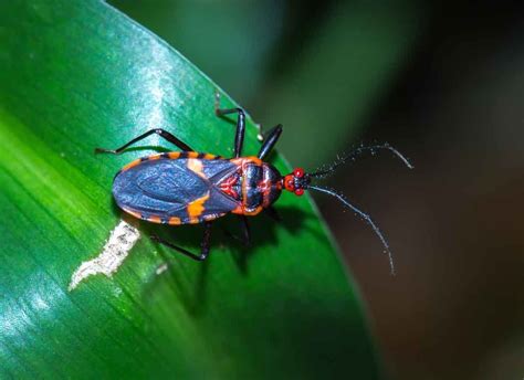 These Are The Most Dangerous Insects In America Bob Vila