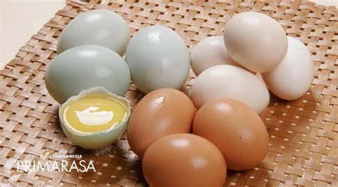 Gaya Terbaru 80 Macam Macam Warna Telur Ayam