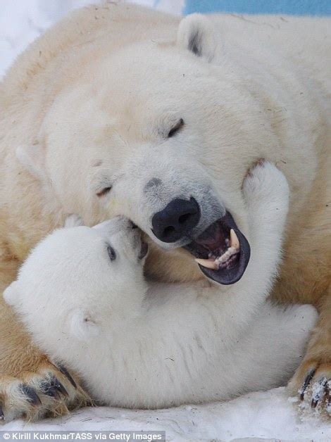 Polar Bear Cub Shila Charms Onlookers Playing With Her Mother At A