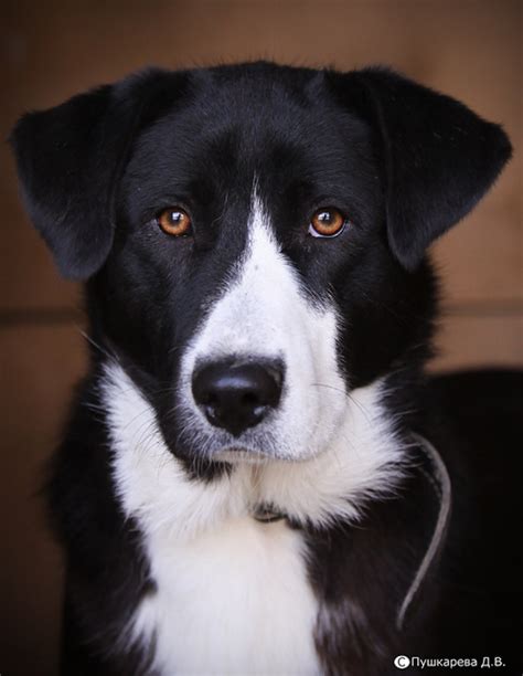 Wir sammeln bis zu 131 anzeigen von hunderten kleinanzeigen portalen für dich! Hund Sucht Neues Zuhause