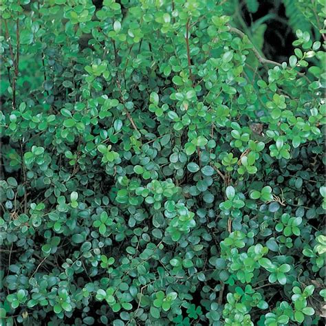 African Boxwood Foundationhedge Shrub In Pot With Soil L11751 At