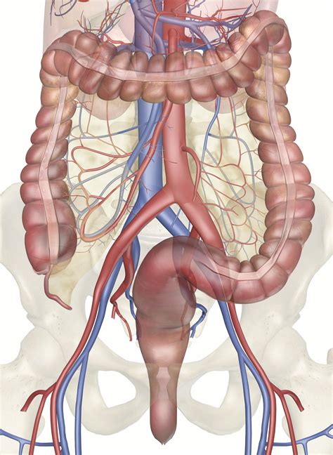 The Intestinal Blood Supply D Anatomy Model