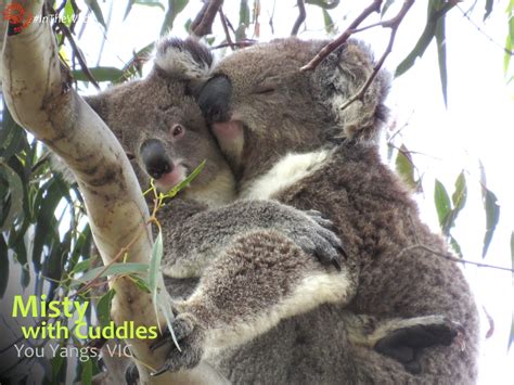 About Koala Misty Echidna Walkabout Tours