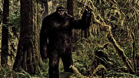 17 Bigfoot Encounters Scary True Encounters Youtube