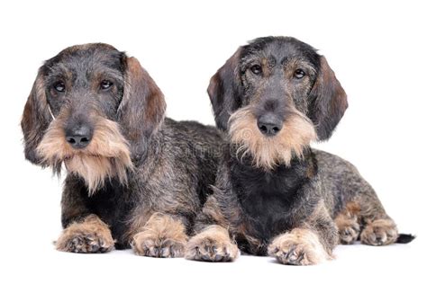 Studio Shot Of Two Adorable Dachshund Stock Photo Image Of Friendly