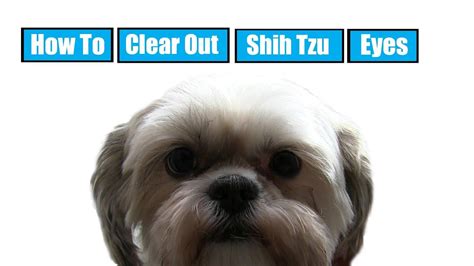 Shih Tzu Eye Problems Hair Dog Breed Information