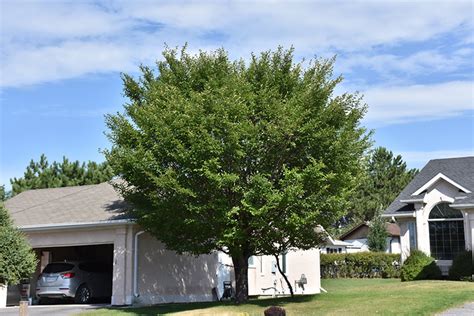 Discovery Elm Ulmus Davidiana Discovery In Rapid City South Dakota