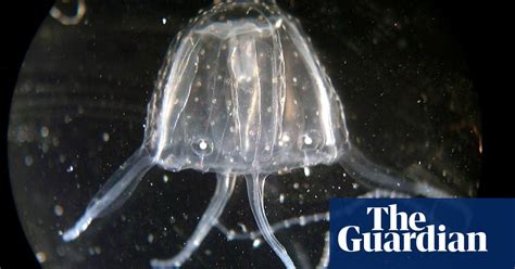 Warning Deadly Irukandji Jellyfish Heading Further South As Number Of