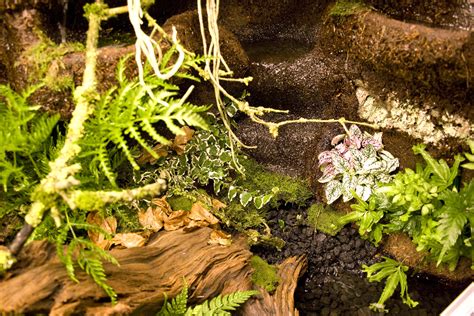 Paludarium F R Salamander Und Unken Im Tierpark Herborn Landschaft