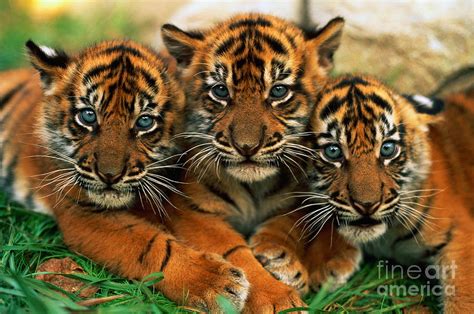 Three Sumartran Tiger Cubs Panthera Photograph By Schafer And Hill Fine