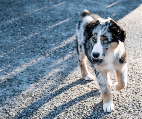 Best Dog Breeds For Guard Dogs