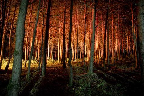 Magical Lights Sparkling In Mysterious Forest At Night Pine Forest