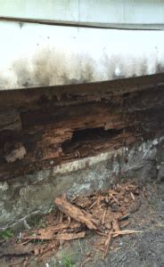 Consider talking with several companies before deciding on one. Carpenter Ant Exterminators And Treatment Services ...