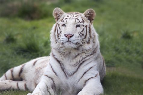 Le Tigre Blanc A Lantithese De La Mission De Conservation Dont Se