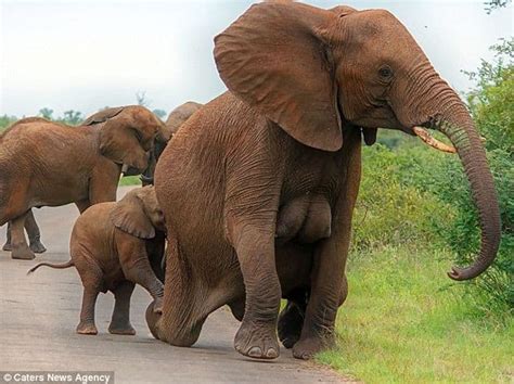 Female Photographer Clicks Elephant “double D” Breasts Photos Tabloid