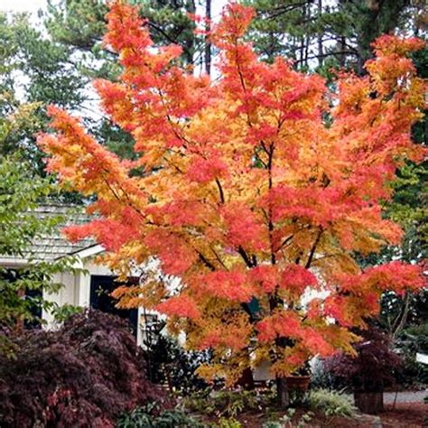 Coral Bark Japanese Maple — Plantingtree