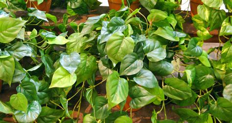 Maybe you would like to learn more about one of these? Silk Flowers and Plants | Los Angeles Showroom - Aldik Home