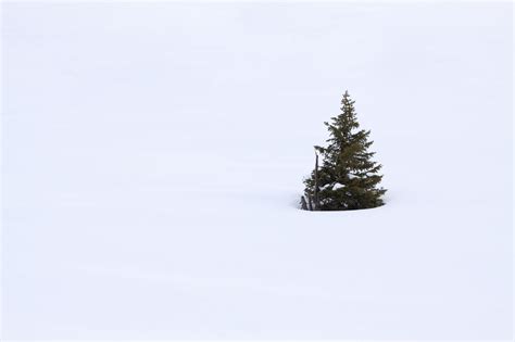 Single Tree In Snow Free Stock Photo Public Domain Pictures