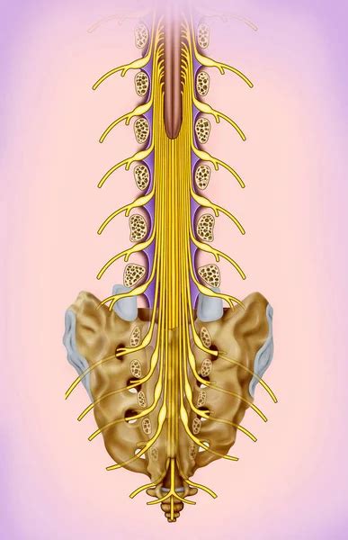 Lumbar And Sacral Nerve Branch Illustration The Spinal Nerves Are