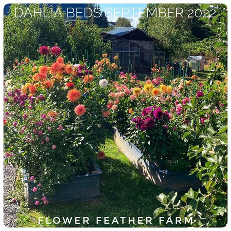 Dahlia Bed Bliss — Flower Feather Farm Chicks And Dahlias