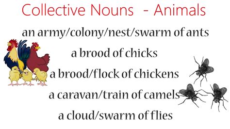 Collective Nouns For Animals English Story English Grammar Learn
