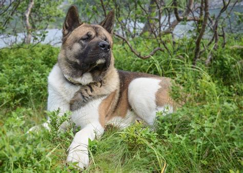 2023 Akita Shepherd Dog Breed Complete Guide