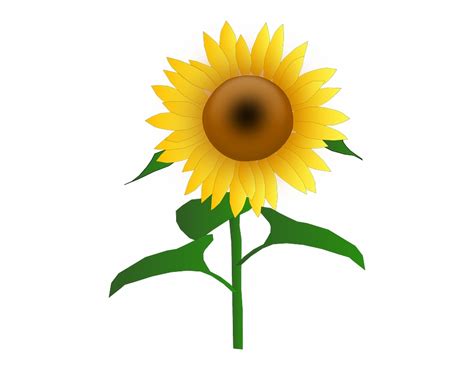 Clip Art Sunflowers 20 Free Cliparts Download Images On Clipground 2024